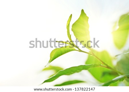 Small green branch of fruit tree and sun.