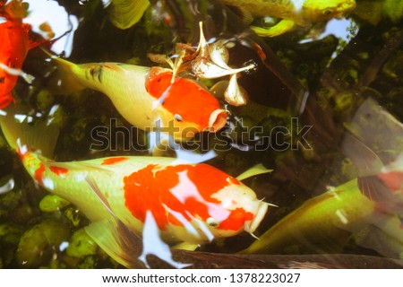 Koi fish in the fish pond in front of the big grocery store.Color is very beautiful.