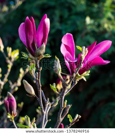 pink spring magnolia flowers  (Magnolia virginianaon) a tree branch
