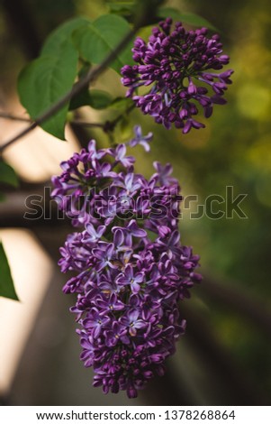 Fresh hyacinths on land in a park with blurred backdrop. Shallow depth of field nature floral background. 