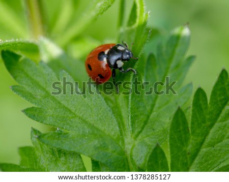 Close up picture of a ladybug