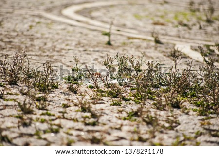 stone pavement and plants