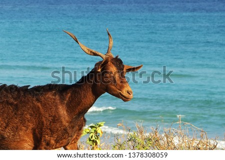 goat on Socotra island, Yemen