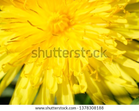 Macro picture of dandelion
