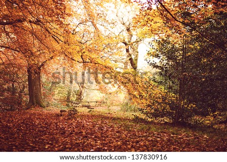 Horizontal picture of idyllic sunny autumn landscape in Dalkeith park.