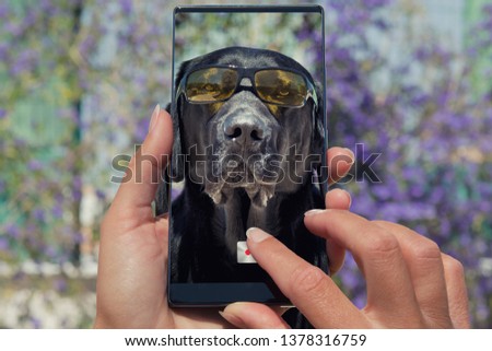 Woman photographing on cell phone dog labrador with sunglasses.