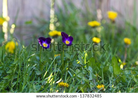 closeup of purple spring pansies on a green grass background