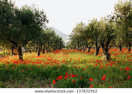 Trees of olives on a field of poppies Royalty-Free Stock Photo #137832962