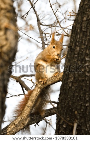 Cute Squirrel sitting in a tree and eating a nut