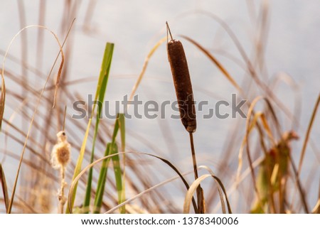 Reed grows on a pond in autumn.
