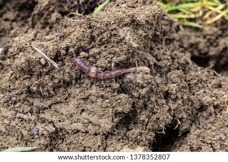 worms in the soil,Worm is moving in the soil,