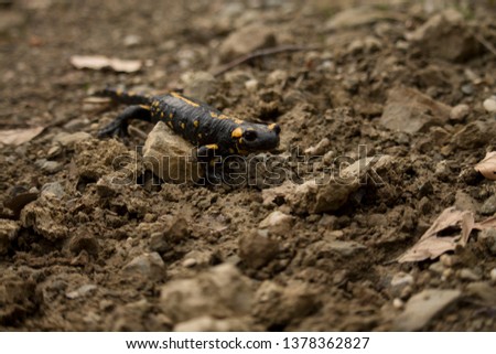 Cute Fire Salamander