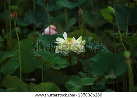 Lotus flower in the natural pond, Thailand.
