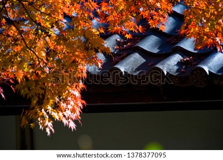 Red maple leaf in Kyoto, Japan, autumn