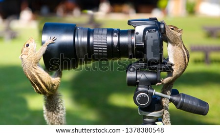 Palm squirrels staged a photo shoot. Animals and humor.