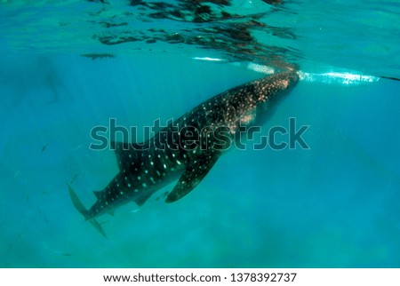 Whale sharks. Island of Cebu, the Philippines.