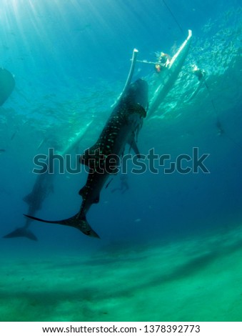 Whale sharks. Island of Cebu, the Philippines.