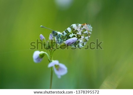 Orange tip is sitting on cuckoo flower in the light of the rising sun, the Netherlands