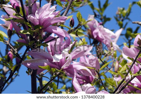 Red Magnolia Blossom in the Blue Sky                       