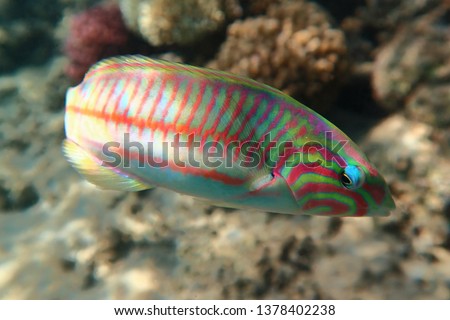 fish red sea egypt 