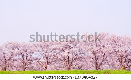 Cherry Blossom Trees at Saho River, Nara, Japan