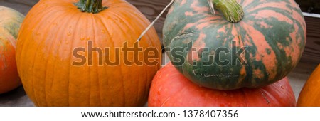 Close-Up Perspective of Pale, Bright Orange, & Pale Orange-Gray colored Pumpkins, from a Pennsylvania Farmer's Market 2018.