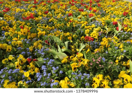 a field full of yellow and red blossoms as a sign for spring in the sun, like pansies