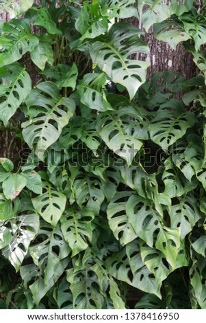 Close up view over green tropical plant with several leaves and natural holes, Balata garden park, Martinique, West Indies, Antilles.