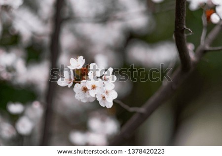 The Cherry Blossom tree at the Wuhan city, Hubei China. This picture is especially focus. Focus on the flower. Cherry Blossom with the blurred background. 