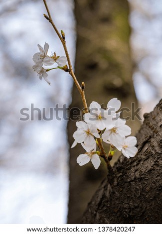 The Cherry Blossom tree at the Wuhan city, Hubei China. This picture is especially focus. Focus on the flower. Cherry Blossom with the blurred background. 