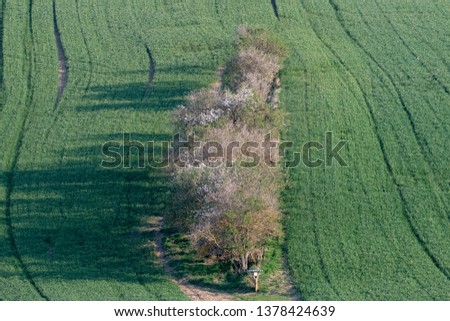 Trees and bushes in the middle of field. The place where animals can rest