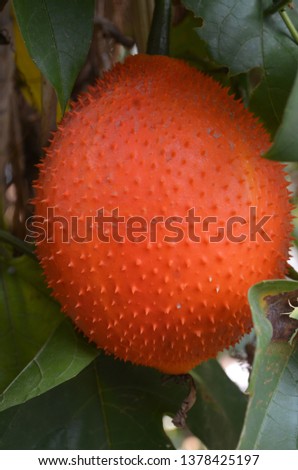 Gag (botanical name: Momordica cochinchinensis) is a perennial melon found in Southeast Asian countries with orange-reddish color due to the rich content of beta-carotene and lycopene