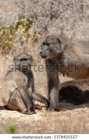 cape baboon parks and reserves of south africa 