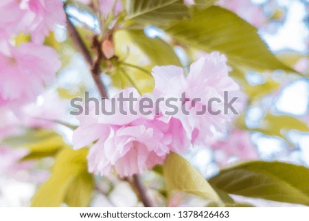 sakura pink is  blooming 