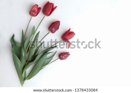Five Red Tulips with long Green Leaves Gently Lying on a Light Background