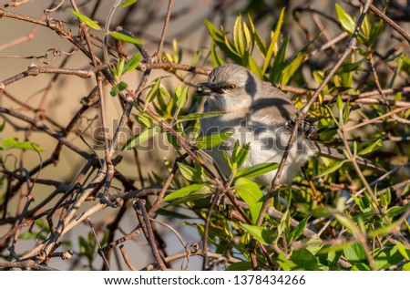 A Northern Mockingbird on a Warm Spring Morning in Georgia