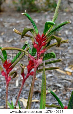 Australia, Kangaroo Paw flower