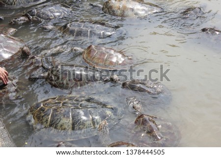 many turtles in tanjung Benoa, South Kuta