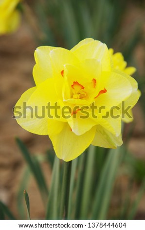 Narcissus, a very clean and pure flower.