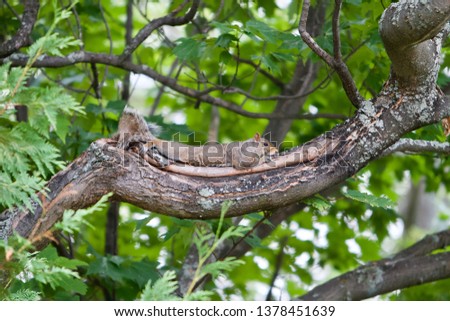 Eastern gray squirrel relaxing on a maple tree branch enjoying a warm summer day