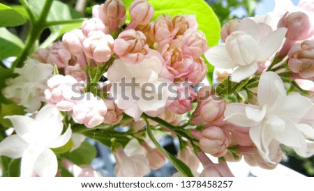 lilac blossoms, flowers from lilac Royalty-Free Stock Photo #1378458257