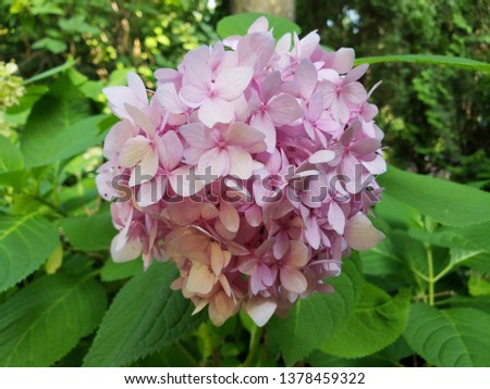A comment hydrangea. The picture was taken in a private garden owned by the photographer.