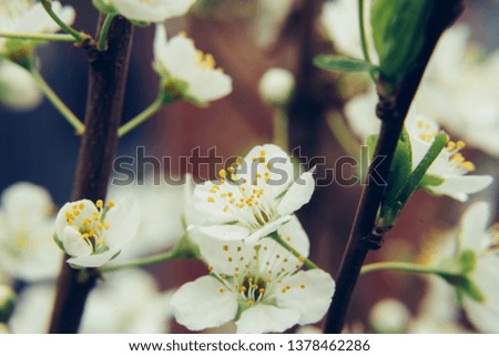 Close up apple blossom white flowers and blue sky spring background.Buds of flowers on a branch in the spring, Apple tree. 