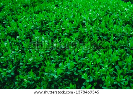 Fresh young green leaves of a shrub covered with water drops. Dew on young leaves of a bush.