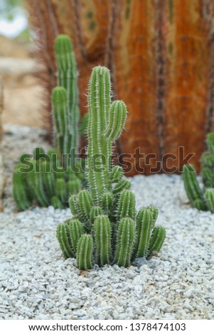 big cactus in the garden