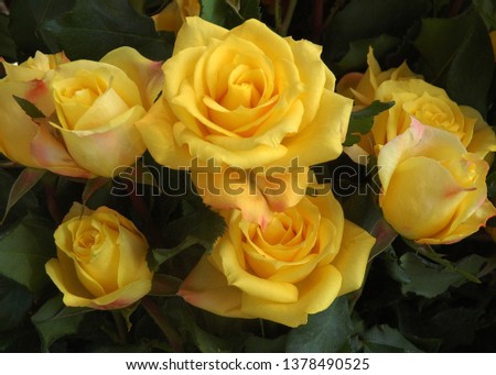 first plane of a yellow roses