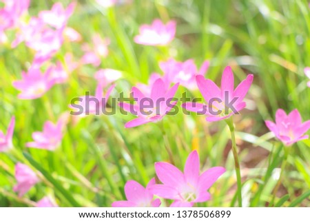 Rain lilies, flower background
