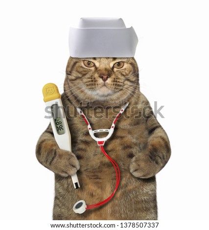 The cat doctor in a medical hat has a clinical digital thermometer and a stethoscope. White background. Isolated.