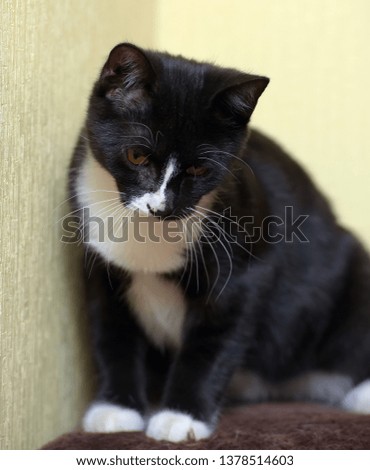 black with white  cute cat portrait