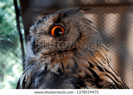 owl furious look